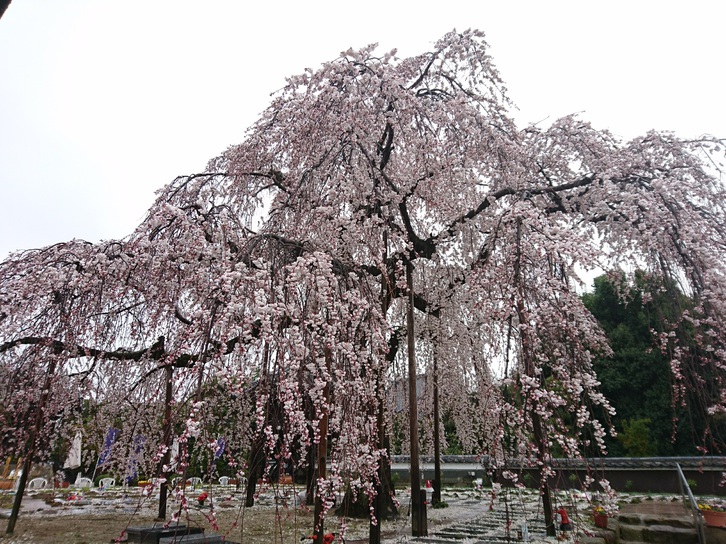 日々のこと　枝垂れ桜（豊田市　洞泉寺） 写真